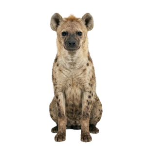Hyena