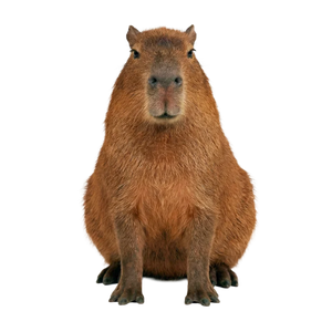 Kapybara