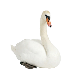 Labuť