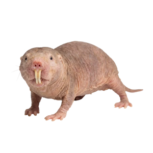 Rypoš lysý
