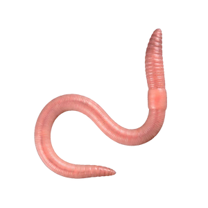 Žížala