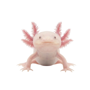 Axolotl