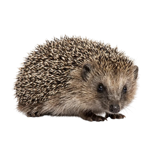 Ježek