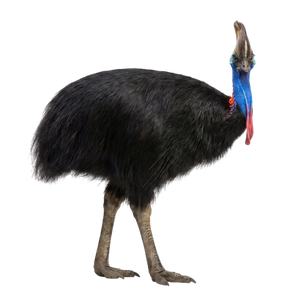 Kasuár