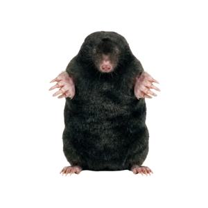 Krtek