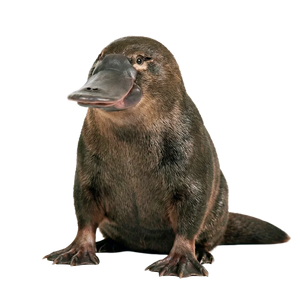 Ptakopysk