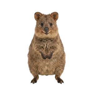 Quokka