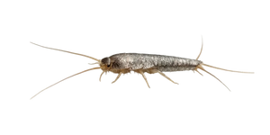 Rybenka