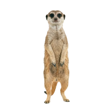 Surikata